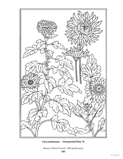 Coloring page: Chrysanthemum, Ornamental Plate 70 by Maurice Pillard Verneuil, 1896